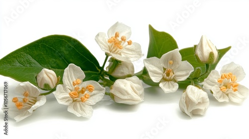 Delicate white jasmine blossoms float gently in the air against a clean white backdrop.