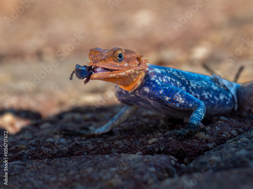 Namibische Felsenagame (Agama planiceps)