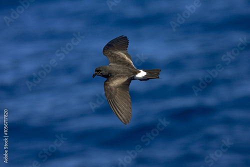 Band-rumped Petrel (Oceanodroma castro) in flight at sea off St Helena.