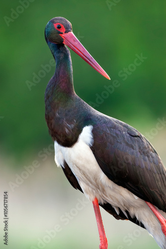 Adult Black Stork, Ciconia nigra, perched up close.