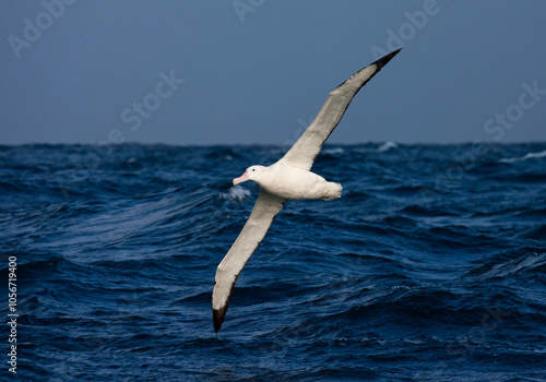 Obraz na płótnie Adult Snowy (Wandering) Albatross in flight near South Georgia w salonie
