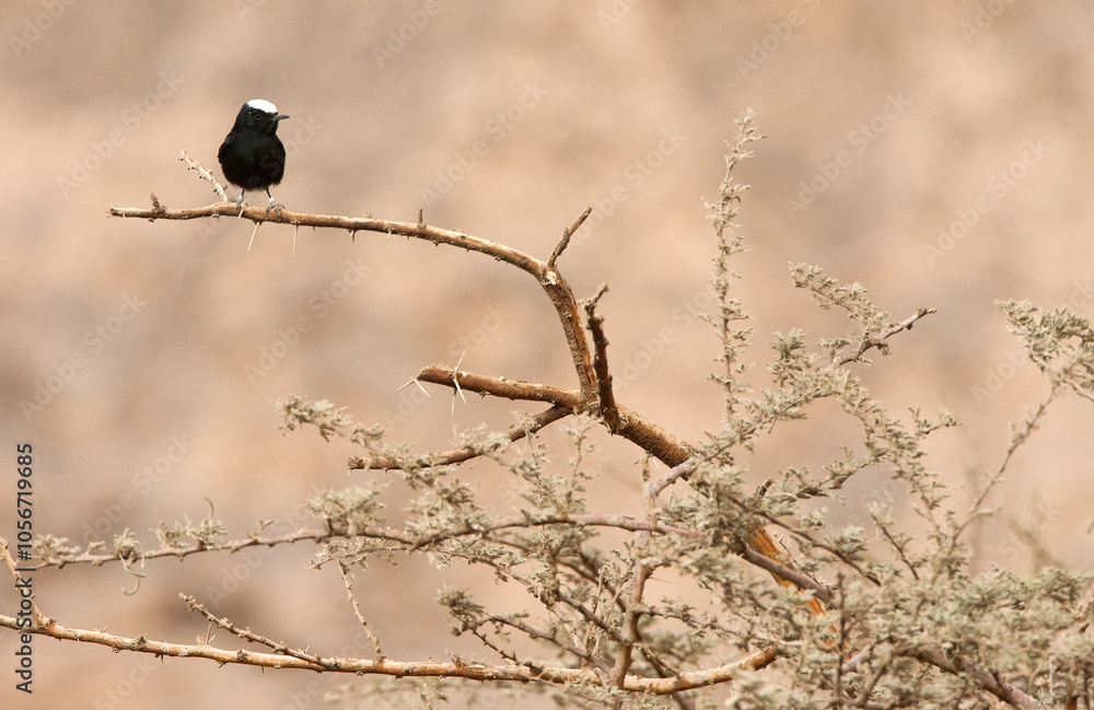Male White-crowned Wheatear, Oenanthe leucopyga, perched in Negev desert.