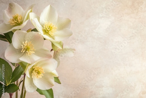 Beautiful hellebore blooms on a gentle cream background perfect for adding text elements