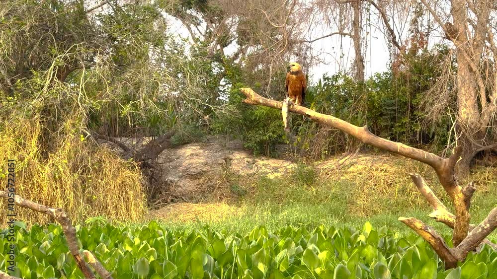 MOVING CINEMATIC SHOT OF Black collared hawk eating fish and vocalizing. Pantanal Brazil. MOVING CINEMATIC SHOT OF Black collared hawk eating fish and vocalizing. Pantanal Brazil.