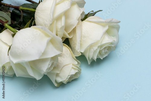 Postcard. White roses on a blue background. Congratulations on March 8, Valentine's Day, Mother's Day, Birthday, Anniversary, Wedding, Teacher's Day, to women. photo