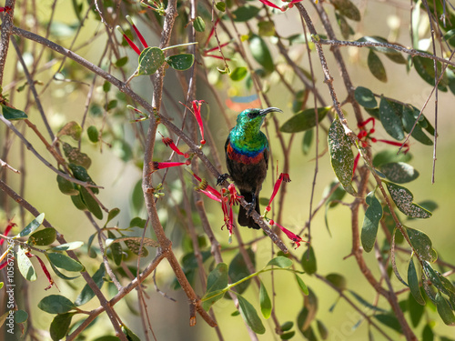 Bindennektarvogel photo