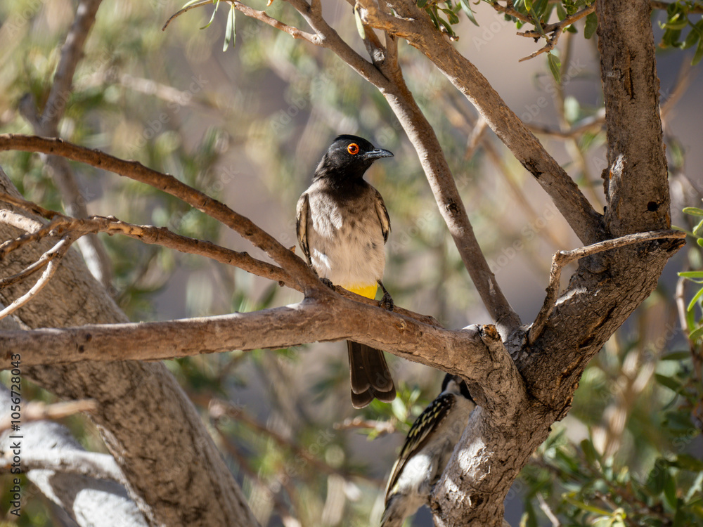 Maskenbülbül (Pycnonotus nigricans) oder Feueraugenbülbül Maskenbülbül (Pycnonotus nigricans) oder Feueraugenbülbül