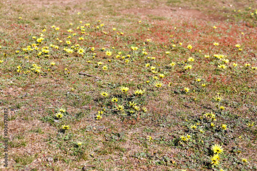 Obraz premium yellow daisies in field