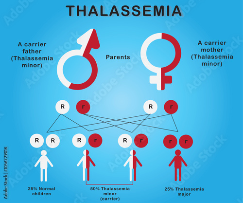 The thalassemia diagram shows how thalassemia is inherited from parents to children.