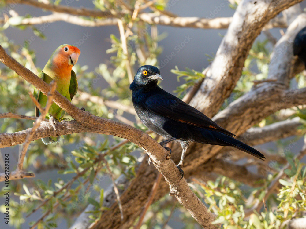 Rosenköpfchen (Agapornis roseicollis) und Fahlglanzstar