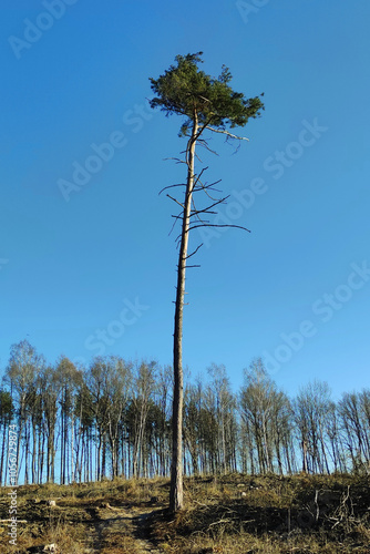 Samotna sosna
