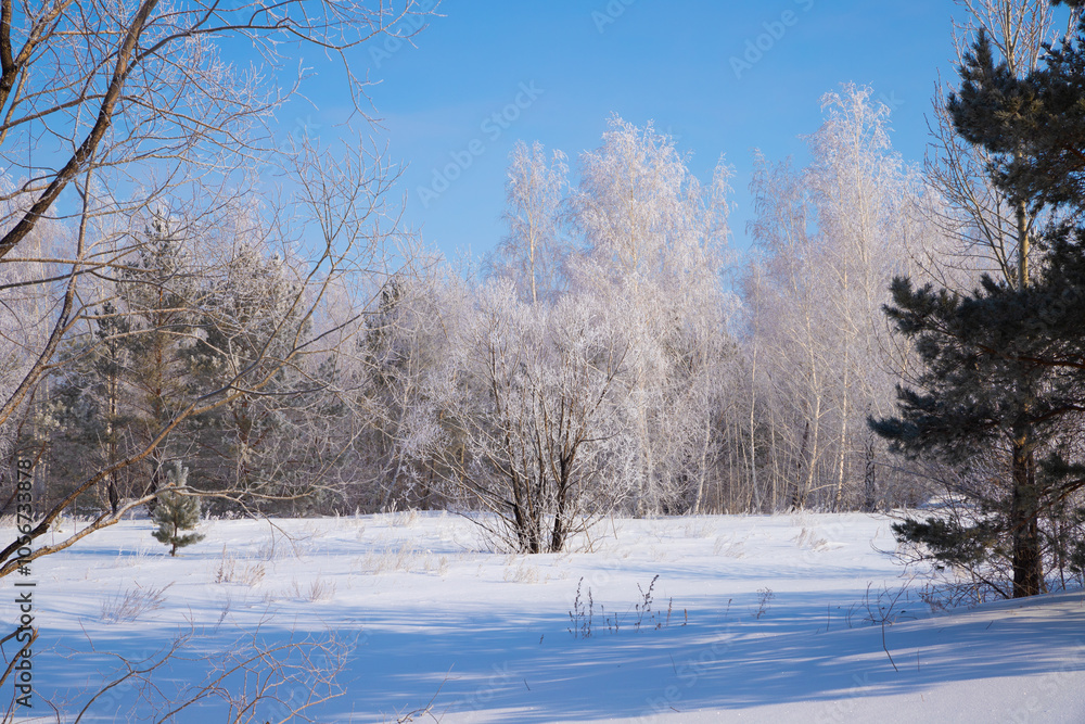 Frost covered trees rise above a blanket of fresh snow, creating a serene winter landscape illuminated by bright sunlight against a clear blue sky. Frost covered trees rise above a blanket of fresh snow, creating a serene winter landscape illuminated by bright sunlight against a clear blue sky.
