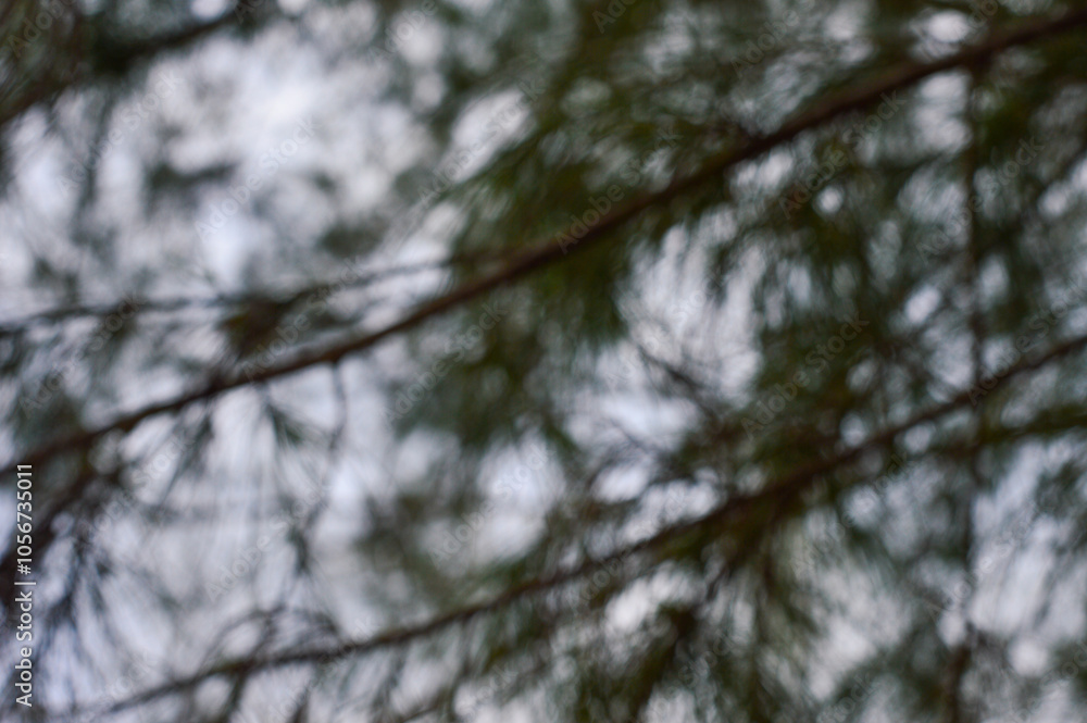 Obraz premium Beautiful blurred pine trees with dark concept