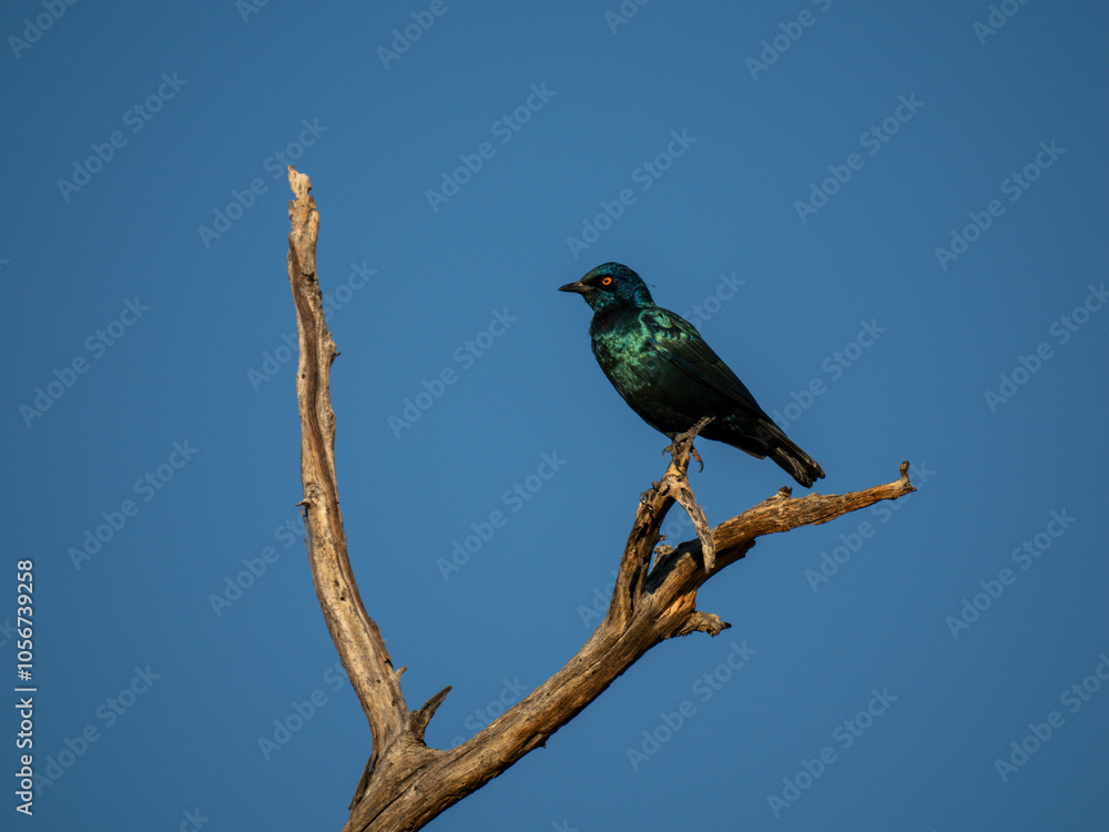 Fototapeta premium Rotschulter-Glanzstar (Lamprotornis nitens)
