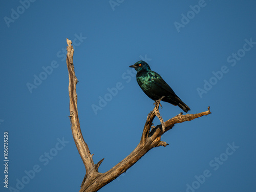 Rotschulter-Glanzstar (Lamprotornis nitens)