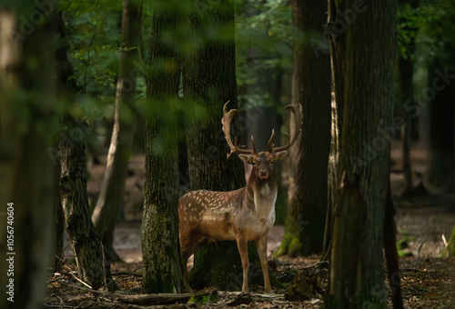 Dama dama and an important period of the year, the female rut.