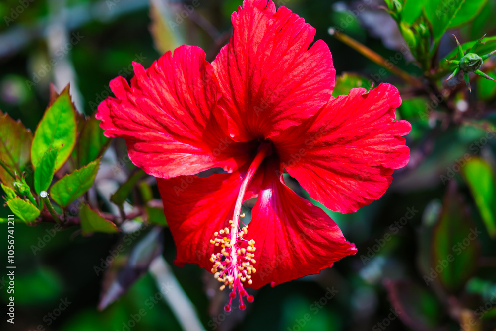 Close up of Red Hibiscus Close up of Red Hibiscus