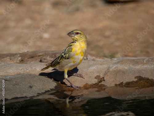 Maskenweber (Ploceus velatus)