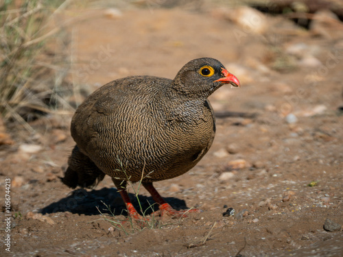 Rotschnabelfrankolin (Pternistis adspersus) photo