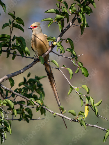 Rotzügel-Mausvogel (Urocolius indicus), auch Brillenmausvogel photo