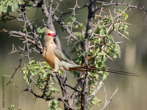 Rotzügel-Mausvogel (Urocolius indicus), auch Brillenmausvogel photo