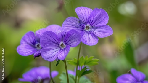 Macro shot of lovely violet bloom in the wild.