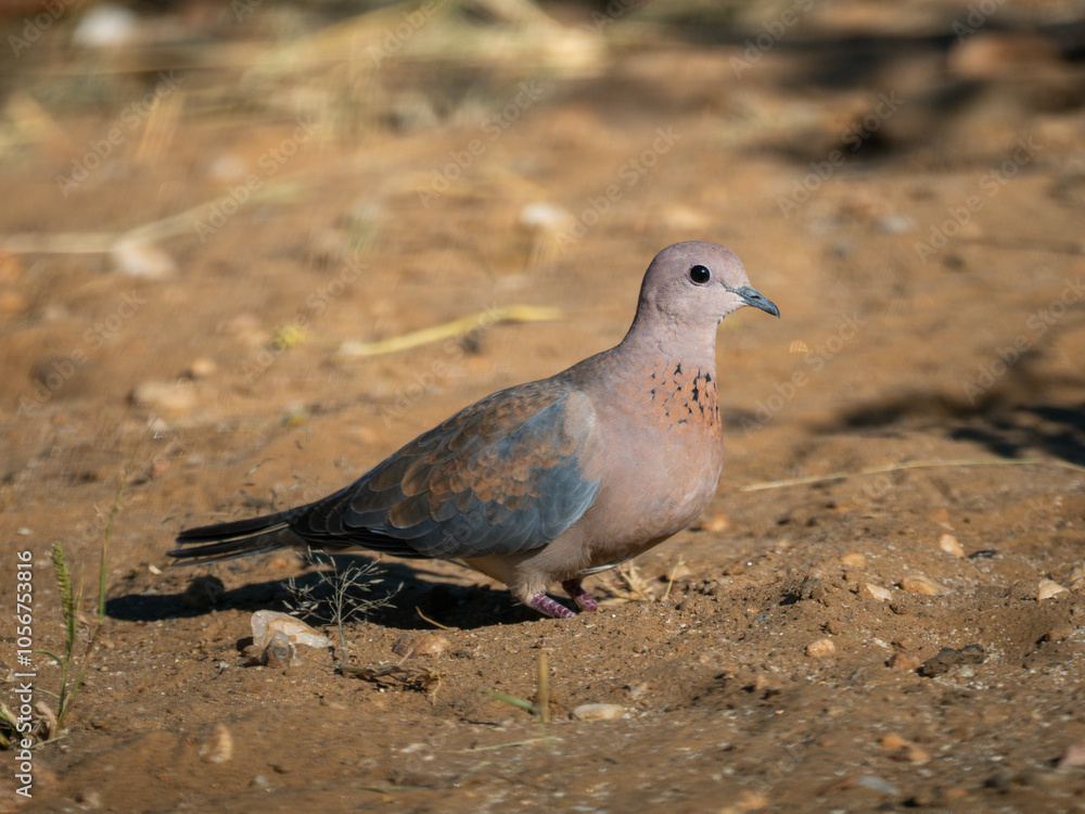 Fototapeta premium Palmtaube (Spilopelia senegalensis)