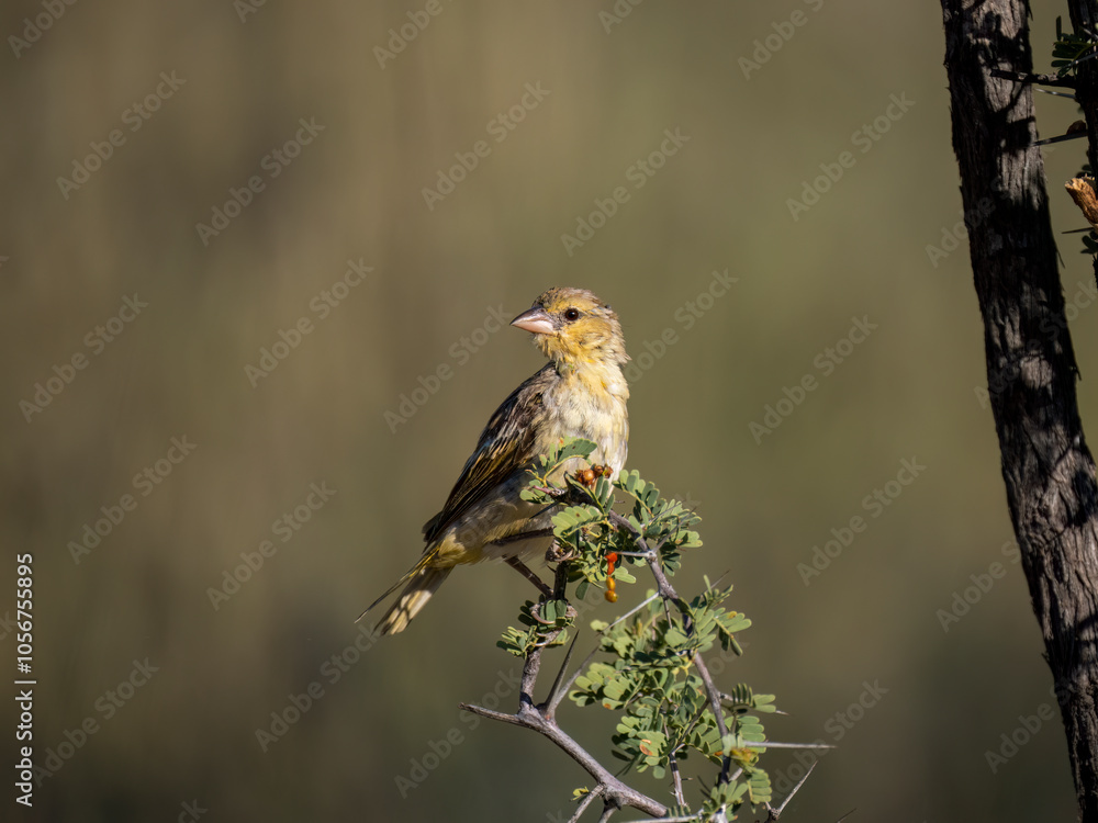 Fototapeta premium Maskenweber (Ploceus velatus)
