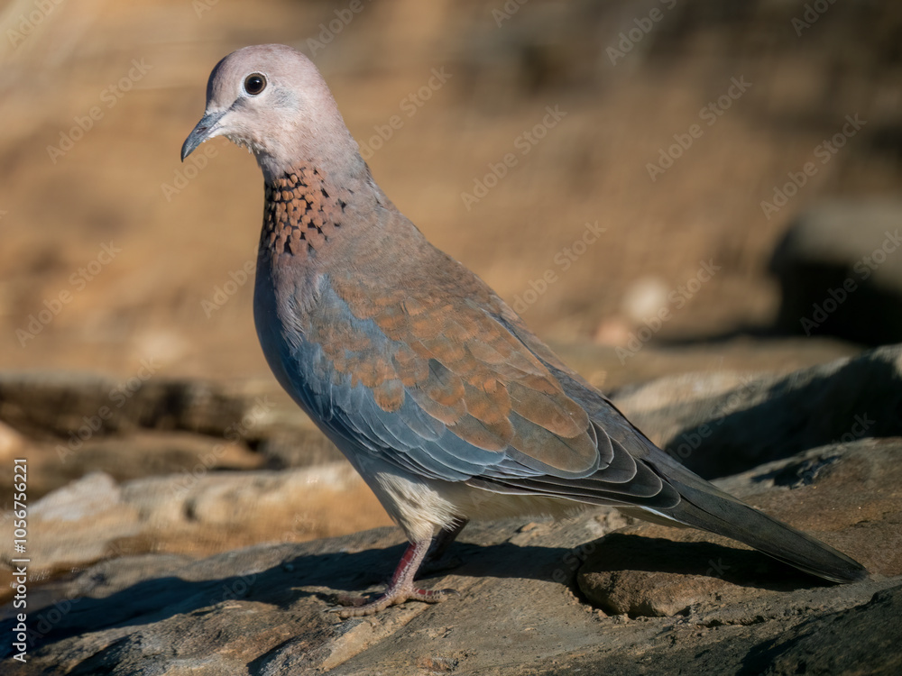 Fototapeta premium Palmtaube (Spilopelia senegalensis)