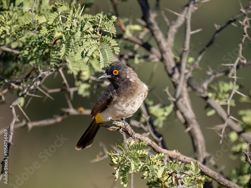 Maskenbülbül (Pycnonotus nigricans), Feueraugenbülbül