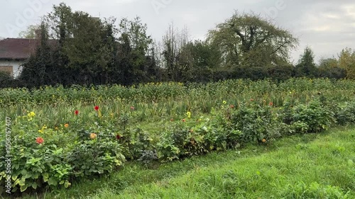 flowers and grass on the side of the road. Panorama. shot on iPhone 15 Pro Max