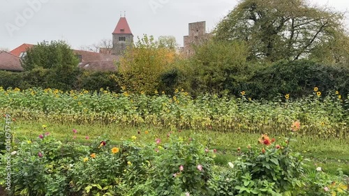 flowers and grass on the side of the road. Panorama. shot on iPhone 15 Pro Max