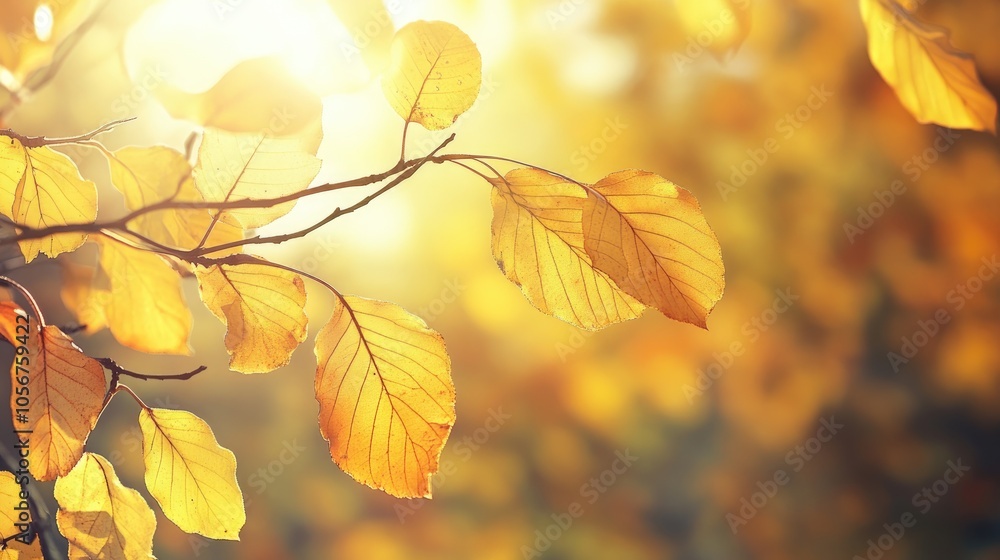 Vibrant yellow and orange autumn leaves on a branch basking in sunlight Perfect for an autumn themed banner Vibrant yellow and orange autumn leaves on a branch basking in sunlight Perfect for an autumn themed banner