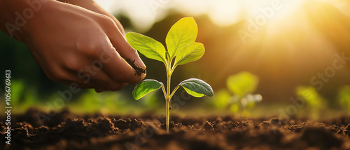 Nurturing nature the importance of planting and caring for young seedlings in sustainable gardening practices for a greener tomorrow