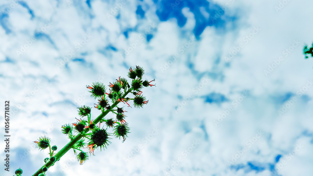 Stunning Sky with Vibrant Flower Background Perfect for Backgrounds and Nature-Themed Projects Stunning Sky with Vibrant Flower Background Perfect for Backgrounds and Nature-Themed Projects