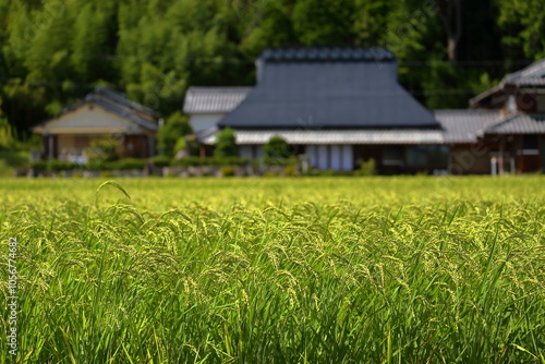 青々と実る山田錦