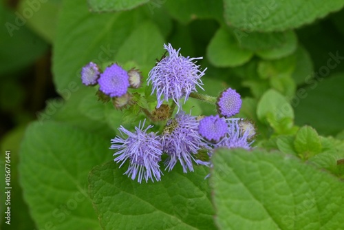 Floss flower ( Ageratum houstonianum ) flowers. Asteraceae annual tropical plants. Blue flowers bloom in corymbs from early summer to autumn. photo