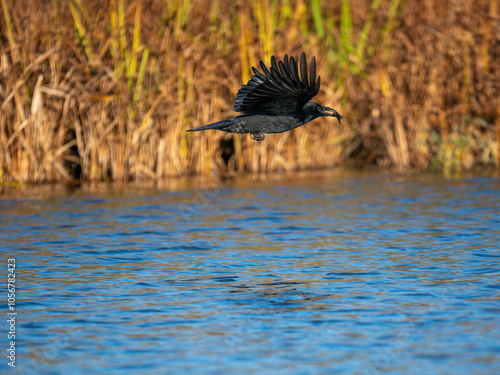 Rabenkrähe (Corvus corone) mit Kaulbarsch photo