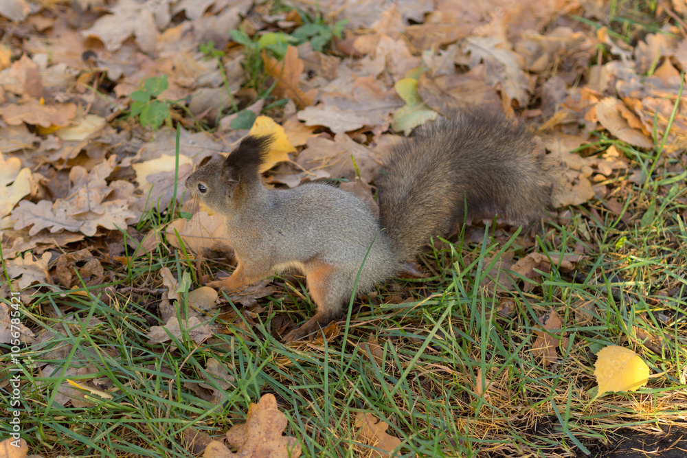 squirrel in autumn