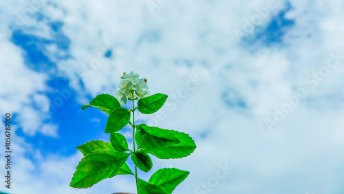 Stunning Sky with Flower and Leaves Background Perfect for Nature-Themed Designs and Illustrations