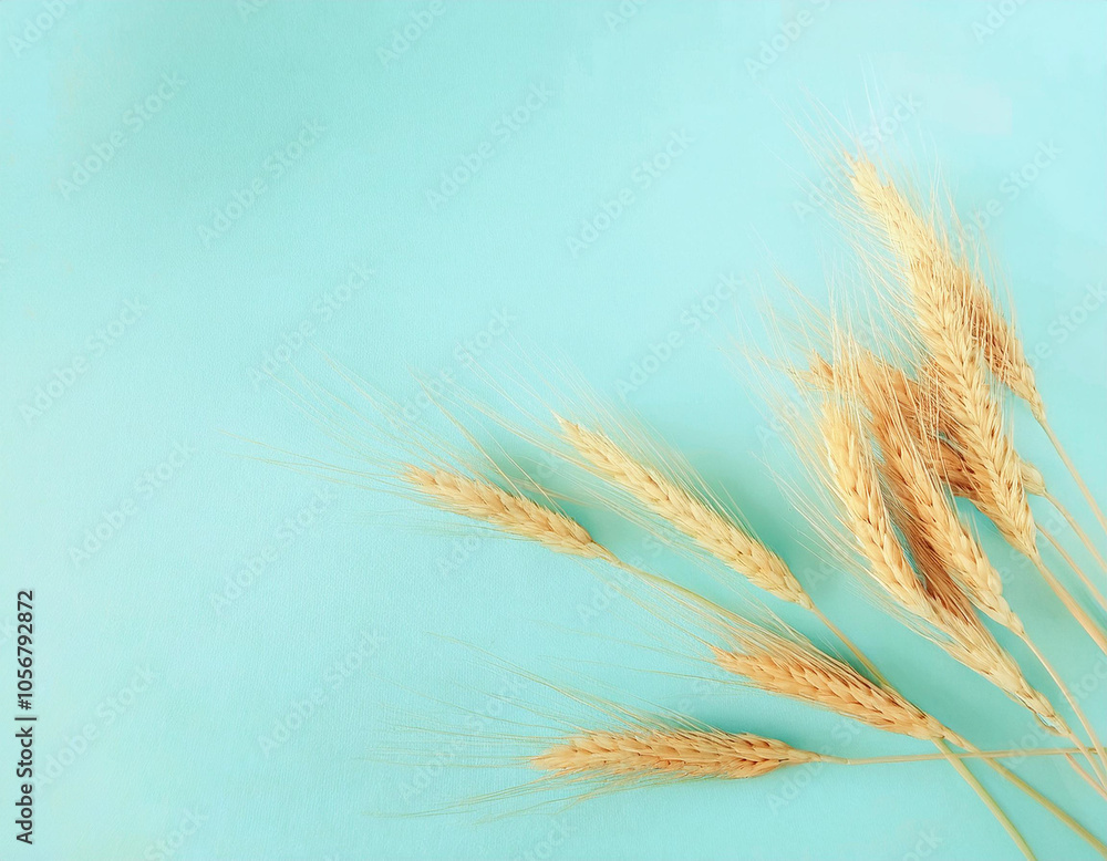 Fototapeta premium Celebrating Shavuot A Bird's Eye View of Wheat Crops in Pasrel Blue