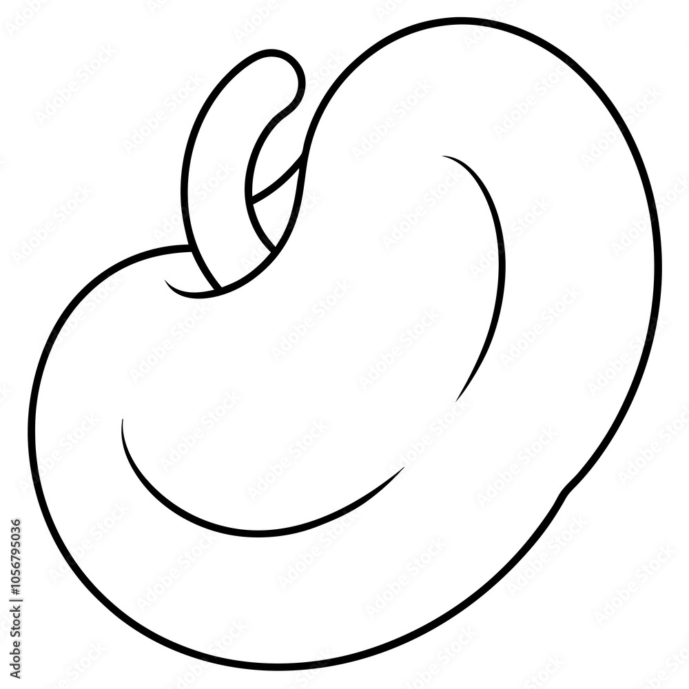 cashew vector illustration cashew vector illustration