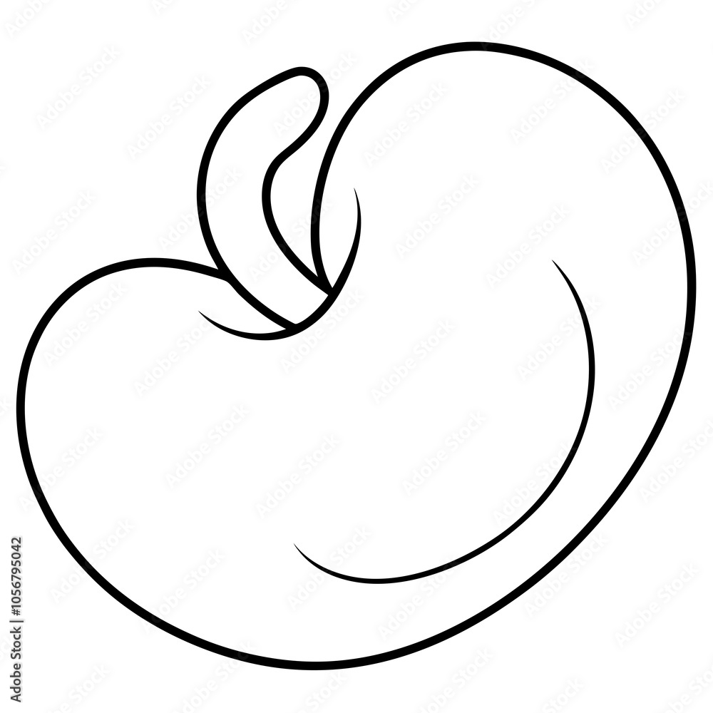 cashew vector illustration cashew vector illustration