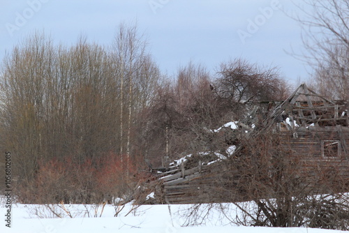 A black grouse sits on a tree near a ruined house in an abandoned village in early March