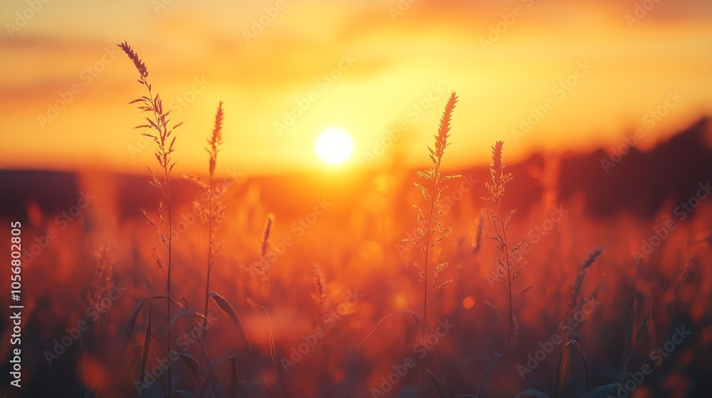 A close-up of tall grass silhouetted against a fiery sunset. A close-up of tall grass silhouetted against a fiery sunset.