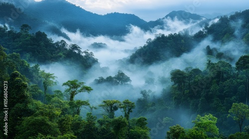 Misty Mountain Rainforest Landscape