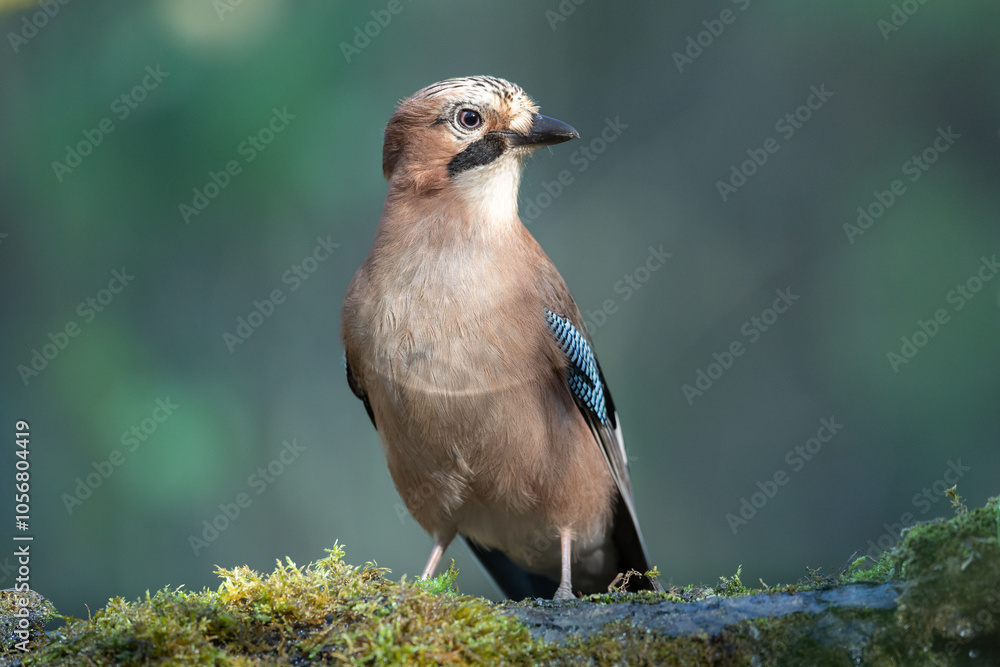 Fototapeta premium Bird - Eurasian Jay Garullus glandarius, bird bathes and drinking water in a forest pool, summer time