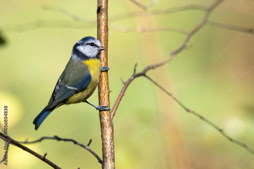 Bird - Blue Tit ( Cyanistes caeruleus ) perched on tree summer time small bird on blurred background Bird - Blue Tit ( Cyanistes caeruleus ) perched on tree summer time small bird on blurred background