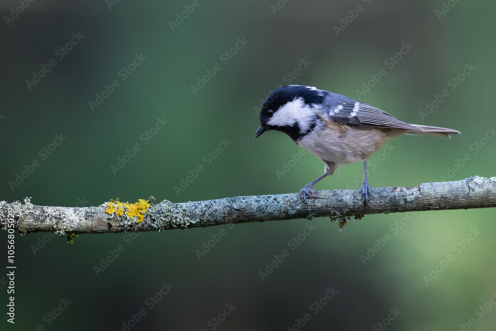 Bird in forest - Coal tit Periparus ater, wildlife Poland Europe summer time Bird in forest - Coal tit Periparus ater, wildlife Poland Europe summer time