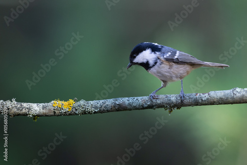 Bird in forest - Coal tit Periparus ater, wildlife Poland Europe summer time